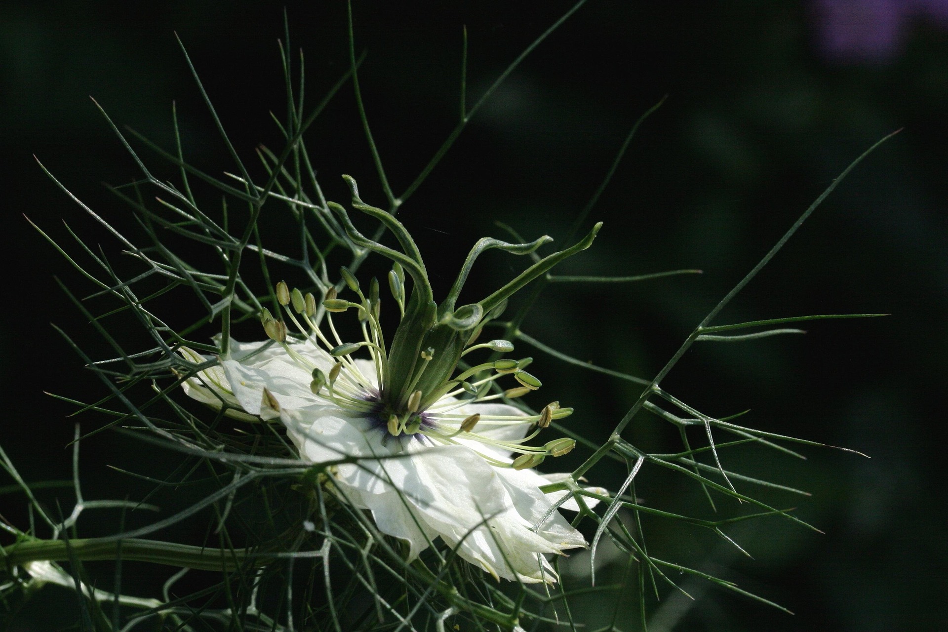 Fleur de nigelle sur fond sombre