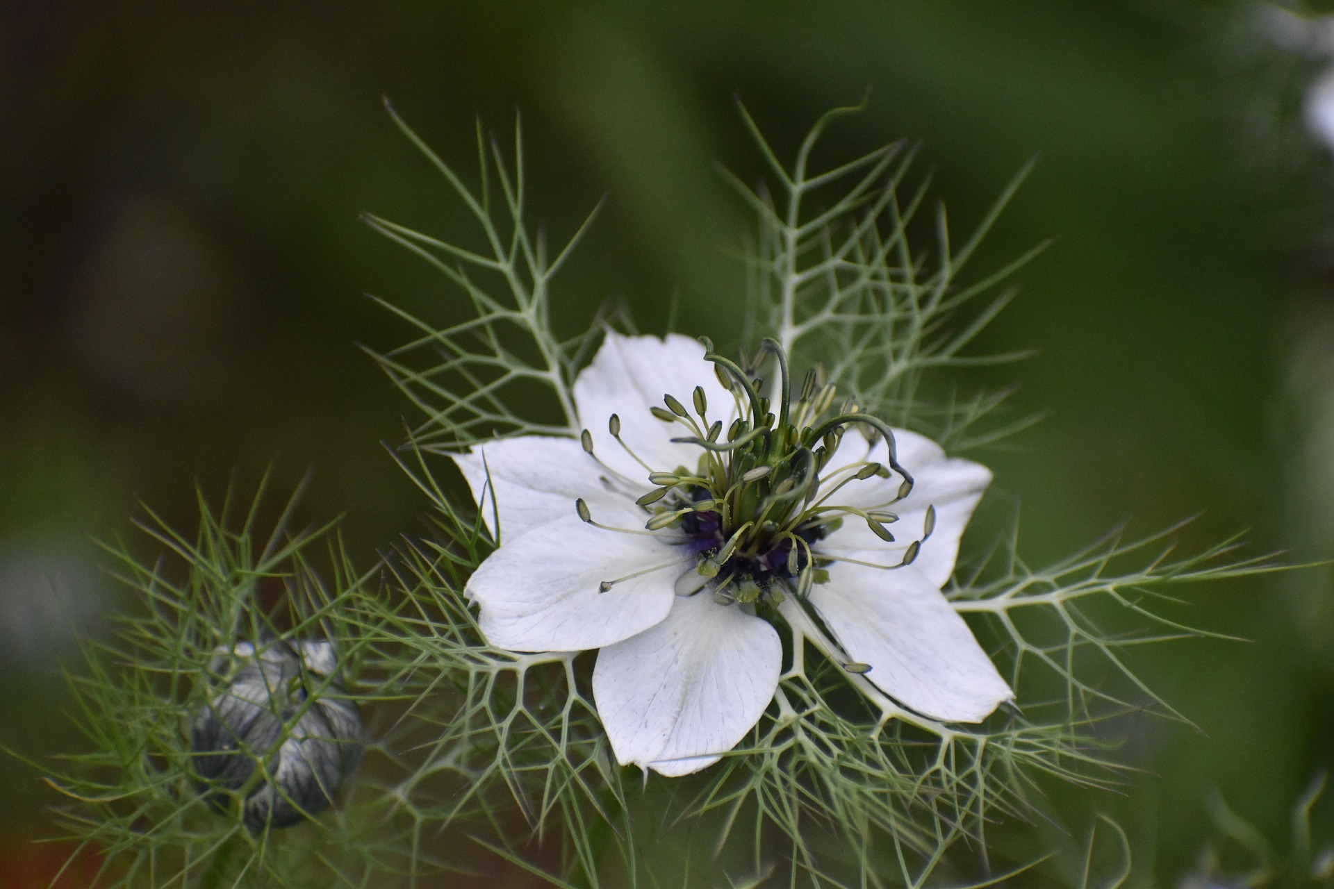 Fleur de nigelle sur fond végétal