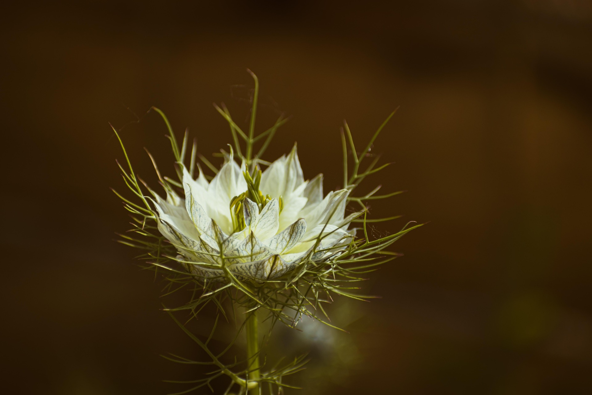 Fleur de nigelle crème