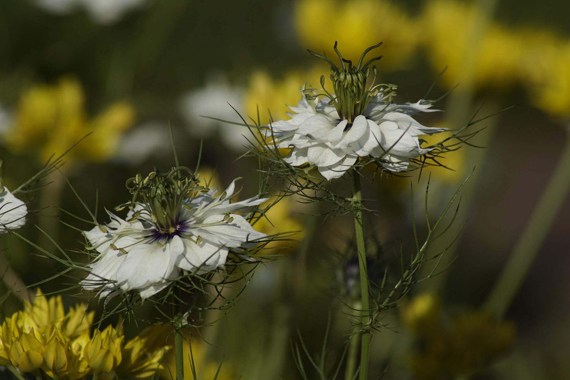 Deux fleurs de nigelle en lumière