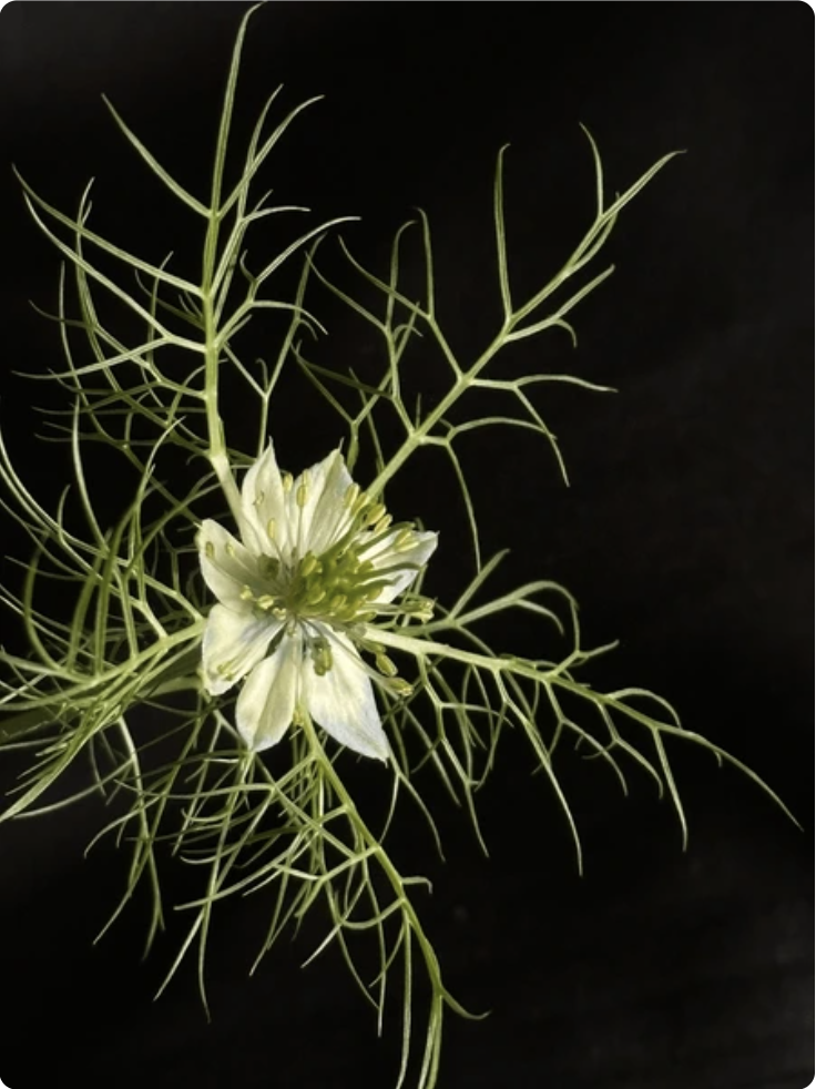 Nigelle bleue dans la verdure
