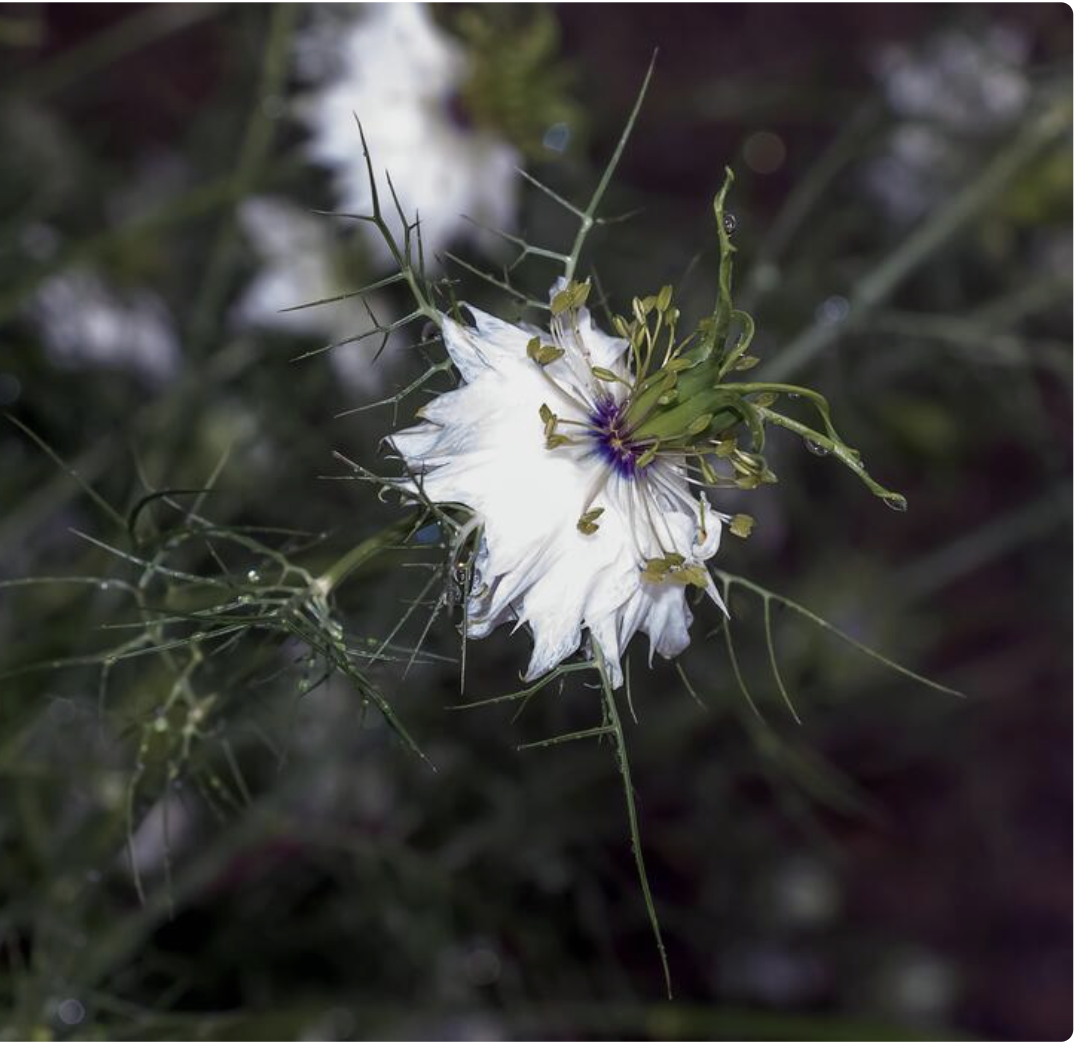 Fleur de nigelle blanche étoilée