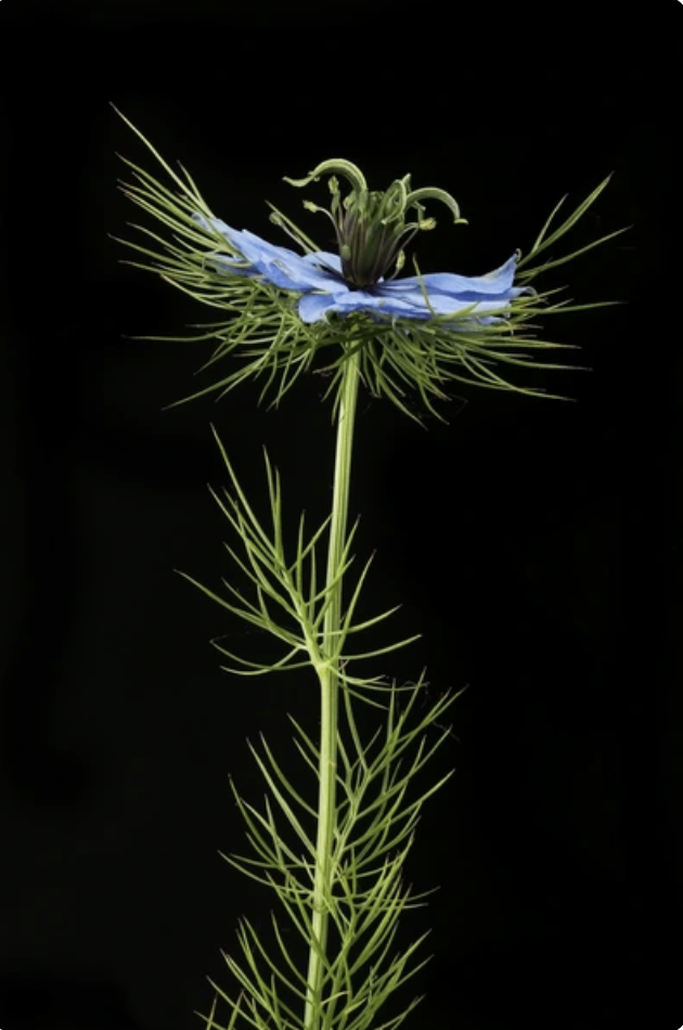 Fleur de nigelle
